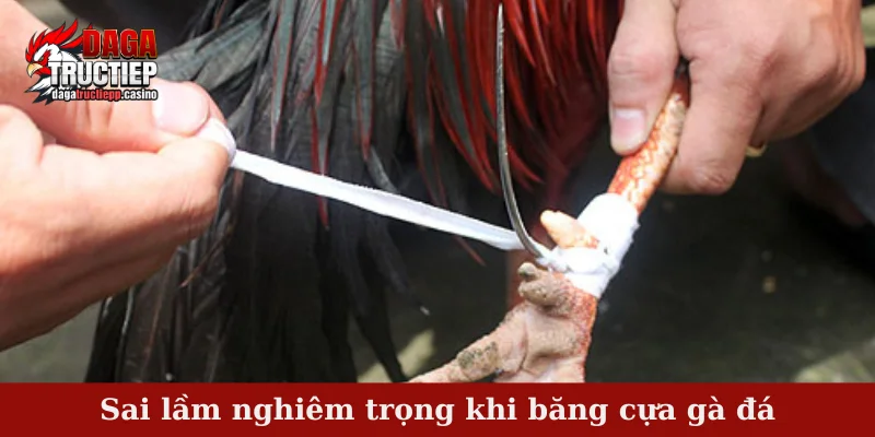 Băng cựa gà đá - Mục đích và cách băng cựa hiệu quả nhất 4 Sai lầm nghiêm trọng khi băng cựa gà đá