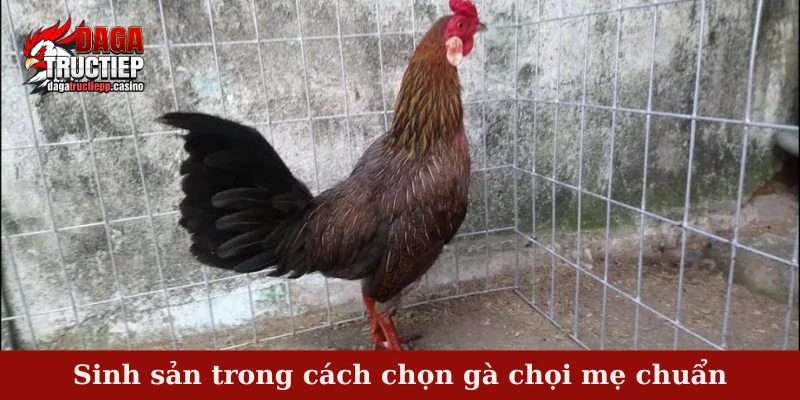 Cách chọn gà chọi mẹ chuẩn - 5 yếu tố quan trọng nhất 3 Sinh sản trong cách chọn gà chọi mẹ chuẩn