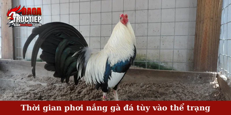 Phơi nắng gà đá - Tổng hợp những thông tin hữu ích nhất 3 Thời gian phơi nắng gà đá tùy vào thể trạng