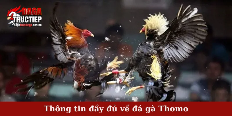 Đá Gà Thomo – Theo Dõi Chiến Kê Tranh Tài Mỗi Ngày 1 Thông tin đầy đủ về đá gà Thomo