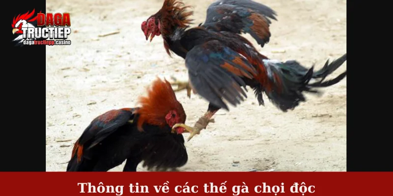 Tổng hợp các thế gà chọi độc - Sẵn sàng chinh phục đối thủ 2 Thông tin về các thế gà chọi độc