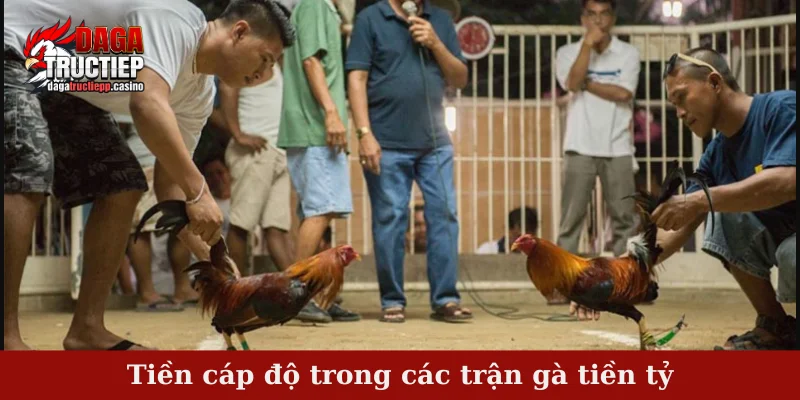 Các Trận Gà Tiền Tỷ Rực Lửa – So Tài Đỉnh Cao Sư Kê Việt 2 Tiền cáp độ trong các trận gà tiền tỷ