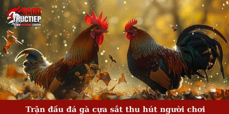 Đá gà cựa sắt - Mãn nhãn cùng trận đấu kịch tính hàng đầu 1 Trận đấu đá gà cựa sắt thu hút người chơi