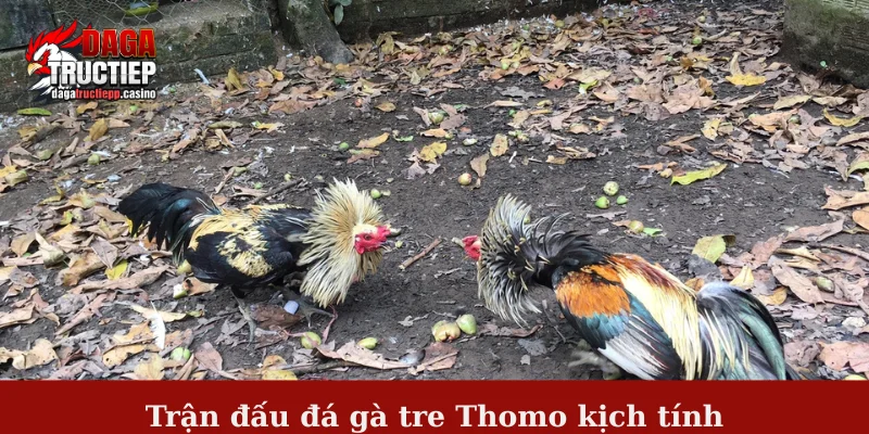 Đá Gà Tre Thomo – Cuộc So Tài Khiến Dân Chơi Mê Mẩn 1 Trận đấu đá gà tre Thomo kịch tính