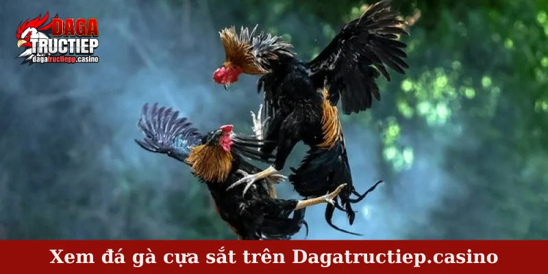 Đá gà cựa sắt - Mãn nhãn cùng trận đấu kịch tính hàng đầu 3 Xem đá gà cựa sắt trên Dagatructiep.casino