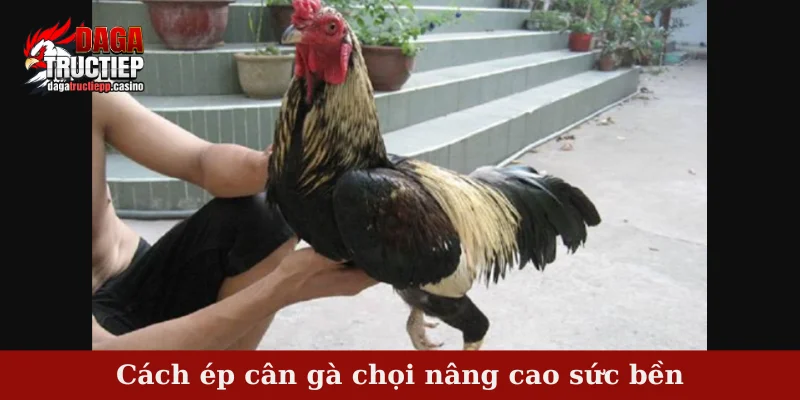 Cách Ép Cân Gà Chọi Hiệu Quả, Bí Quyết Từ Sư Kê 1 Cách ép cân gà chọi nâng cao sức bền