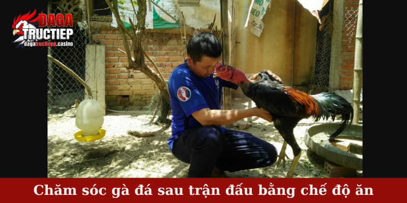 Phương Pháp Chăm Sóc Gà Đá Sau Trận Đấu Hiệu Quả 3 Phương pháp chăm sóc gà đá sau trận đấu bằng chế độ ăn
