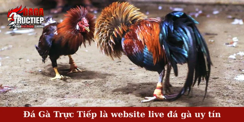 Giới Thiệu Đá Gà Trực Tiếp Casino – Trang Xem Đá Gà Kịch Tính 1 Giới thiệu đá gà trực tiếp casino là website live đá gà uy tín