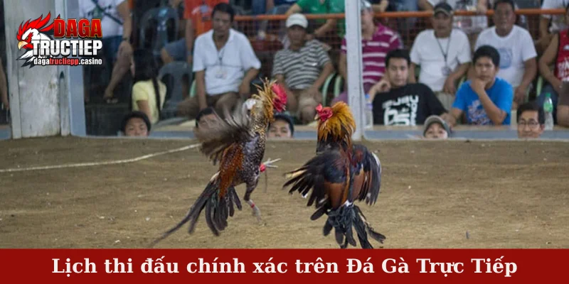 Giới Thiệu Đá Gà Trực Tiếp Casino – Trang Xem Đá Gà Kịch Tính 3 Lịch thi đấu chính xác trong giới thiệu đá gà trực tiếp casino