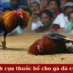 Lợi ích cựa thuốc bổ cho gà đá cựa sắt