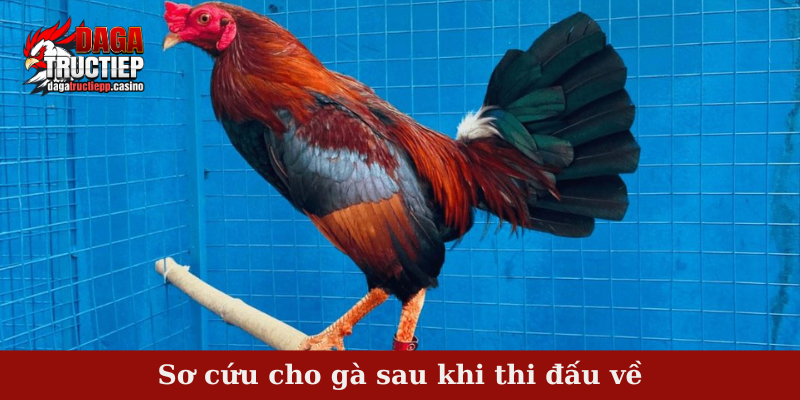 Phương Pháp Chăm Sóc Gà Đá Sau Trận Đấu Hiệu Quả 2 Phương pháp chăm sóc sơ cứu cho gà sau khi thi đấu về