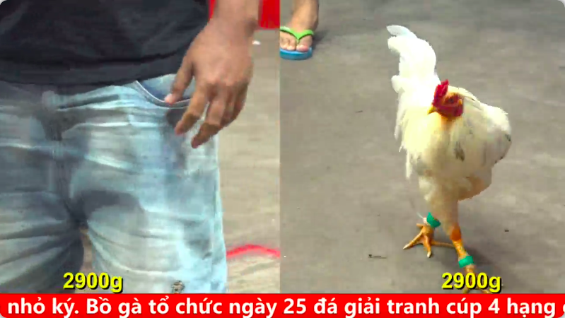 Trận 20 Bồ gà cpc 4 ngày 12/09/2025 - Gà Xám 3k5 dũng sĩ C4 chưa có đối thủ trong 3 cái gần đây 1 4 5