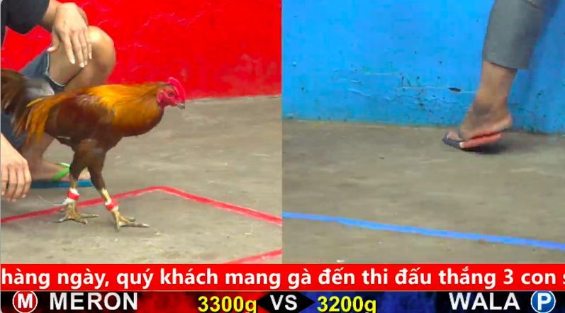 Trận 20 bồ gà c5 ngày 08/09/2025 - Anh Tịnh và anh Toàn 2 dân chơi từ Định Biên ghé thăm cpc 1 5 1
