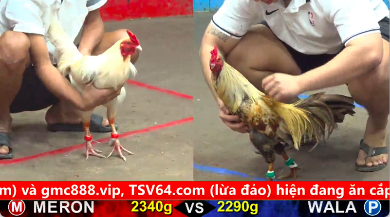 Trận 9 trực tiếp bồ gà cpc 5 ngày 30/09/2025 - Gà Điều sài thuốc nuôi chế độ đá quá bén đâm cái nào đối thủ nhức mình cái đó 1 5 10