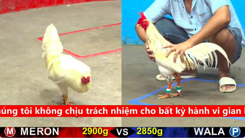Trân 13 trực tiếp bồ gà cpc5 ngày 18/09/2025 1 5 5