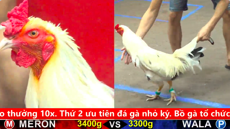 Trận 27 trực tiếp bồ gà cpc 5 ngày 25/09/2025 - Gà Bướm nhẹ hơn 150g đá gà đối thủ ói tại chỗ 1 5 8