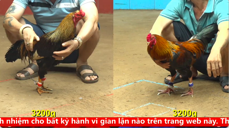 Trận 11 bồ gà c4 ngày 16/09/2025 - Điều Bông nạp 1 cây vào nách gà Xám Đuôi Lao trong 10s áp sát 1 c4