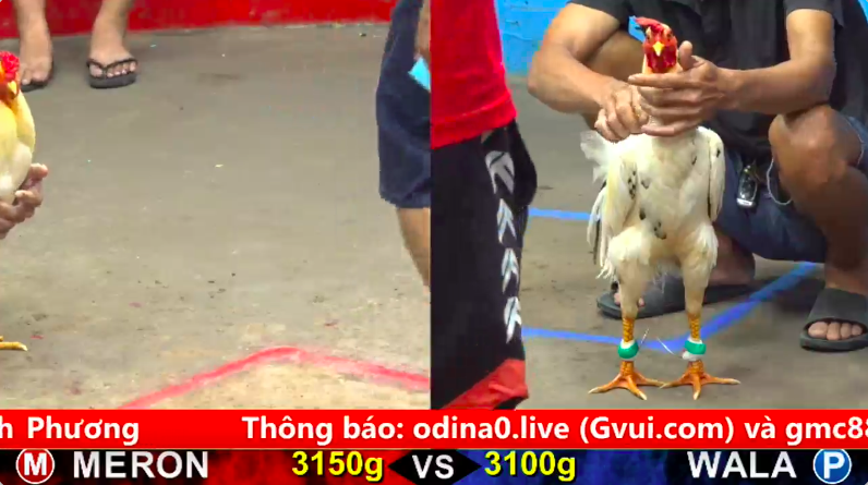 Trận 15 bồ gà c5 ngày 16/09/2025 - Gà lai Peru chạy tốc độ lấy đà đá què giò đối thủ 1 c5