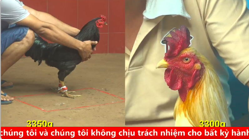 Trận 12 bồ gà cpc 4 ngày 02/09/2025 - Một pha lao vào bất ngờ tặng 2 dao cho đối thủ của gà wala 1 cpc 4 5