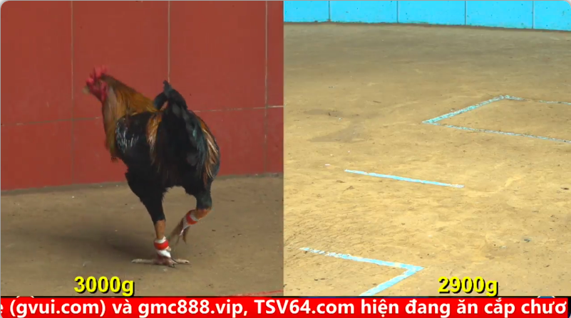 Trận 6 Trận 25 trực tiếp bồ gà cpc 4 ngày 02/10/2025 - Anh Thầy vs anh Anh Un CPC đồng xổ 100 1 4
