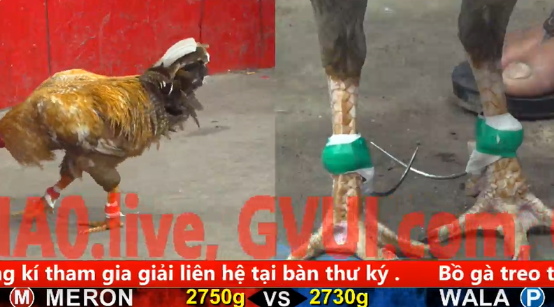 Trận 2 trực tiếp bồ gà cpc 5 ngày 30/10/2025 - Bướm tốt mã đâm Điều gãy giò 1 44