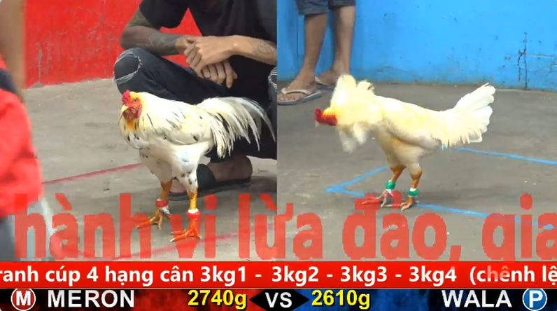 Trận 11 trực tiếp bồ gà cpc 5 ngày 29/10/2025 - Ngôi sao mới lên của cpc5 xứng danh gà Điều vàng mồng lá 1 5 3
