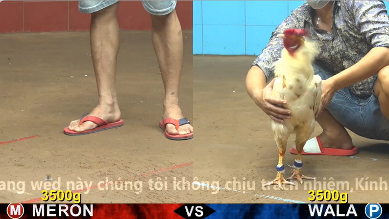 Trận 8 trực tiếp bồ gà cpc 4 ngày 23/10/2025 - Xám Cú của anh Bảo Sting đá Gà Điều anh Đuôn Campuchia lật xe 1 cpc4