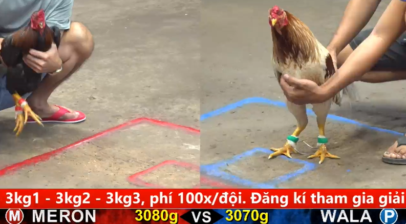 Trận 12 trực tiếp bồ gà cpc 5 ngày hôm nay - Gà Que chiến của anh Cường Cầu mới buông đuôi là lụm tiền 1 cpc5 3oct