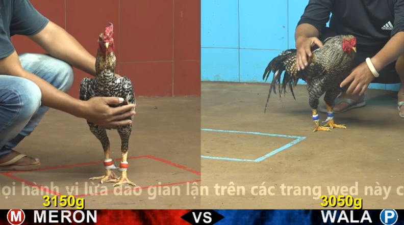 Trận 11 trực tiếp bồ gà cpc 4 ngày 13/11/2025 - Hàng hiệu vàng bông vs gà xám đồng trạng 3k2 cực gay cấn 1 CPC4 13 11 2025