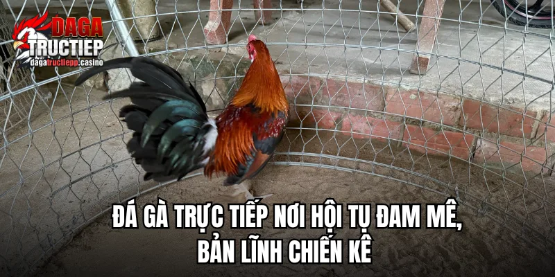 Đá Gà Trực Tiếp ÉC🎖️ Link Livestream Full HD - Chân Gà Xả Tắc 9/2026 2 Các yếu tố tạo nên một trận đá gà trực tiếp